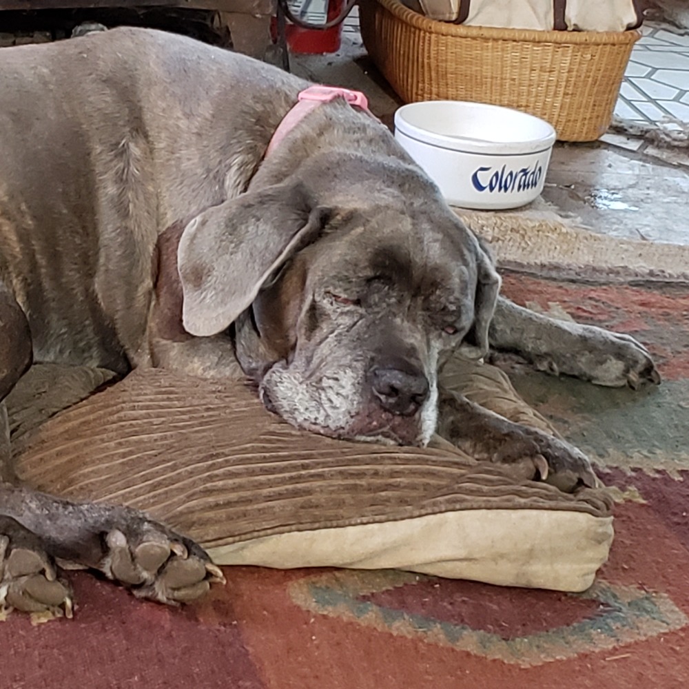 Meet your Posher, Maggie